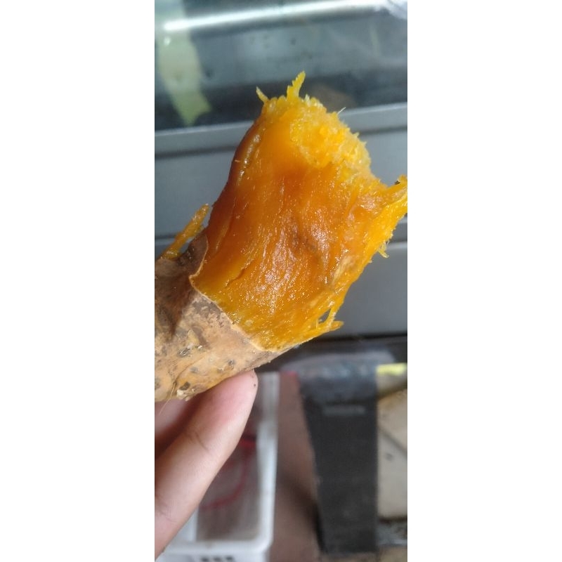 Ubi Bakar Cilembu Asli