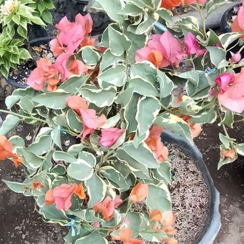 BOUGENVILLE VARIGATA ORANGE