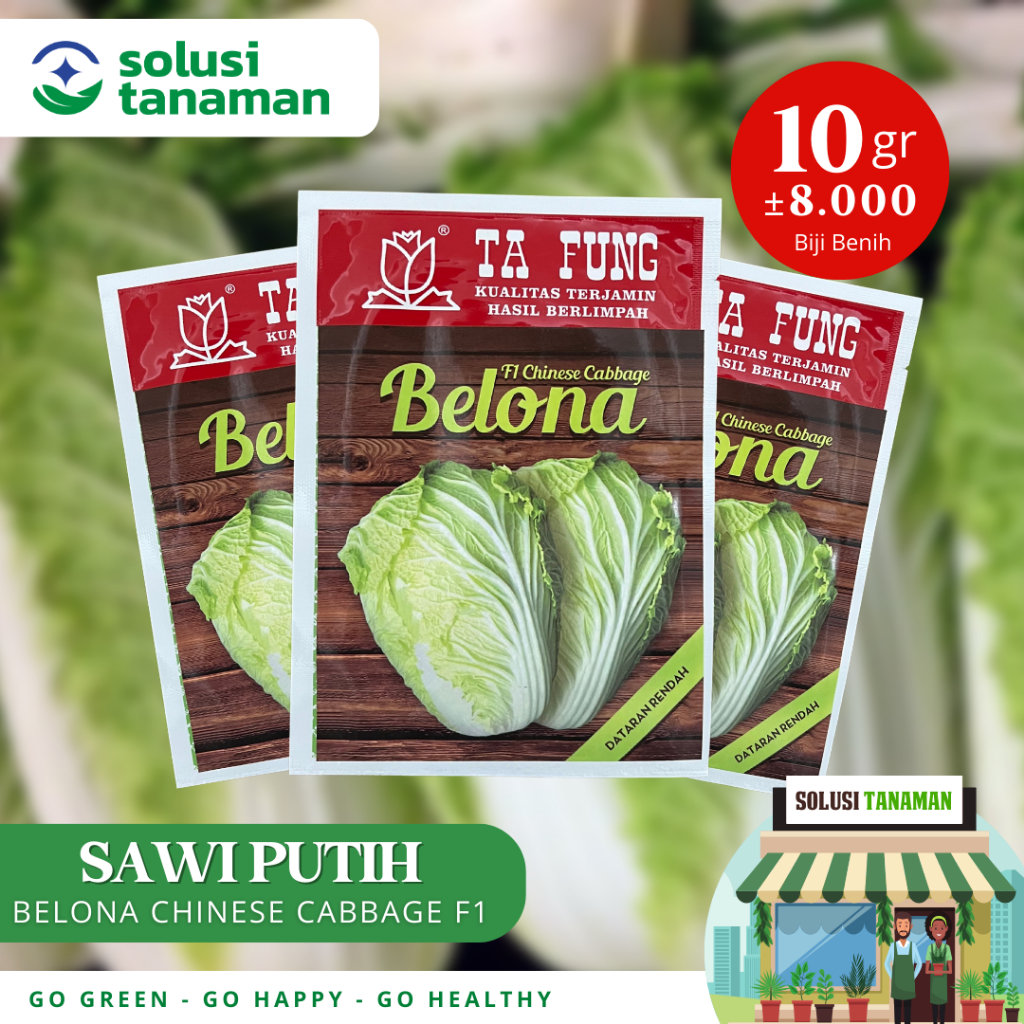 Benih Sawi Putih Belona Chinese Cabbage F1 10gr (8.000 Biji) Bibit Sawi Putih Belona Benih Sawi Ta