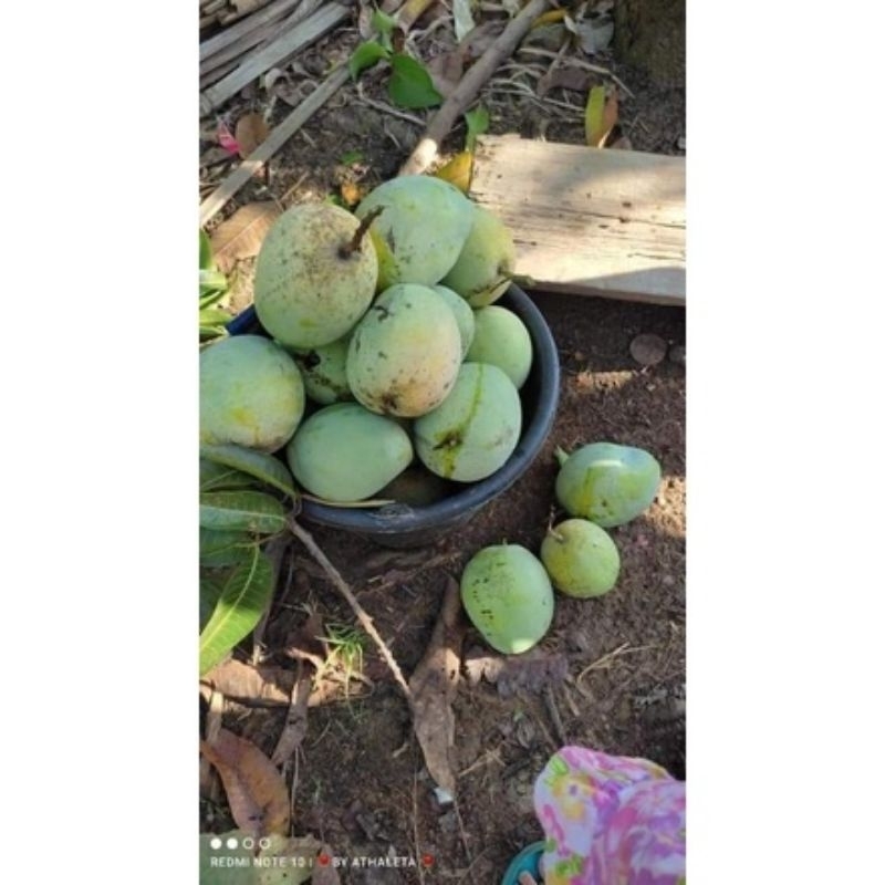 Bibit Pohon Mangga Cengkir/Mangga Indramayu / Mangga Rujak / Varietas Produk Mangga Lokal /Asli Prod