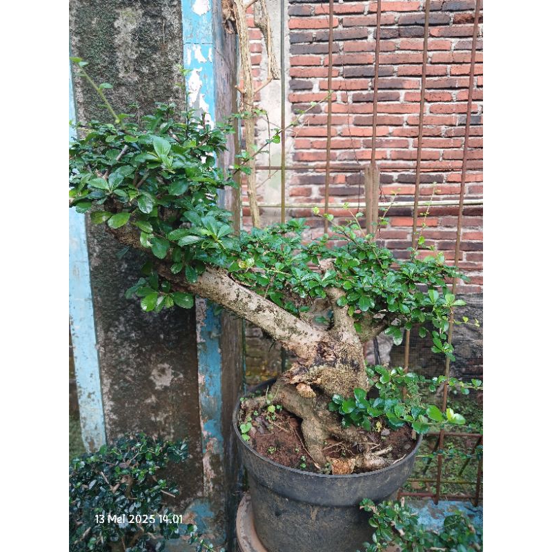 hokianti bunga bahan bonsai