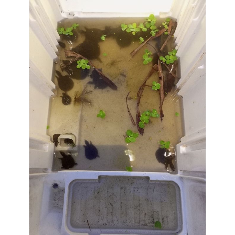 Pelet kura kura bulus labi labi