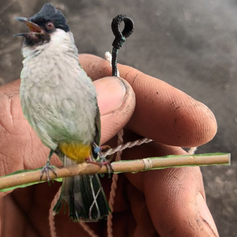 LPG SMB TALI BURUNG KUTILANG TALI BURUNG TEKUKUR TALI BURUNG PERKUTUT TALI BURUNG TRUCUK