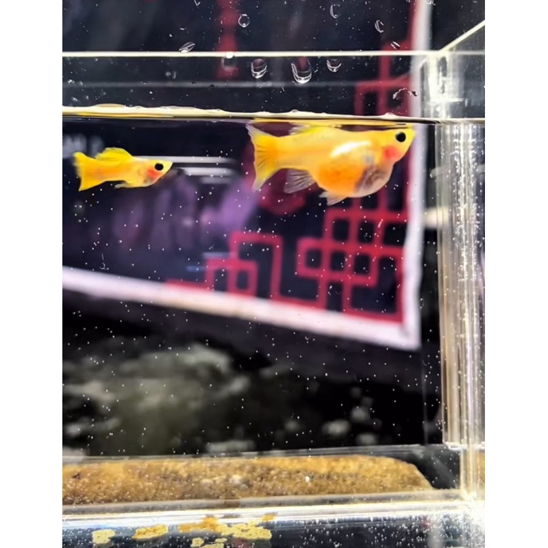 Guppy Yellow GlassBelly SB (Short body)