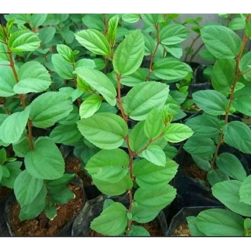 pohon bidara arab bibit pohon bidara arab tanaman bidara arab