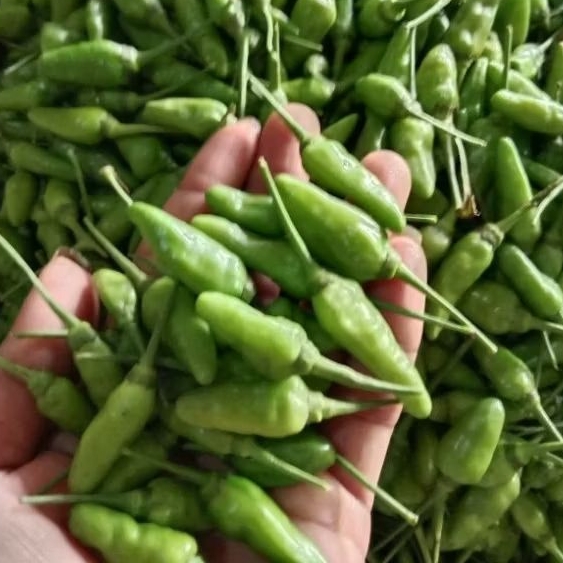 

Rawit hijau frees Murah 500gr