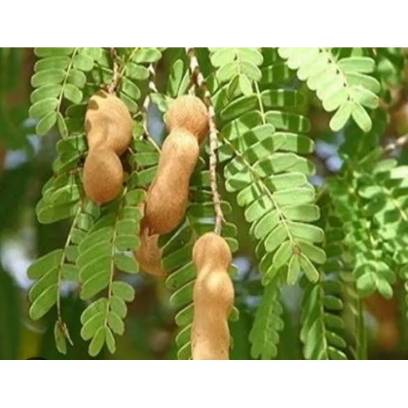 

MURAH!!! 250 GRAM DAUN ASAM JAWA