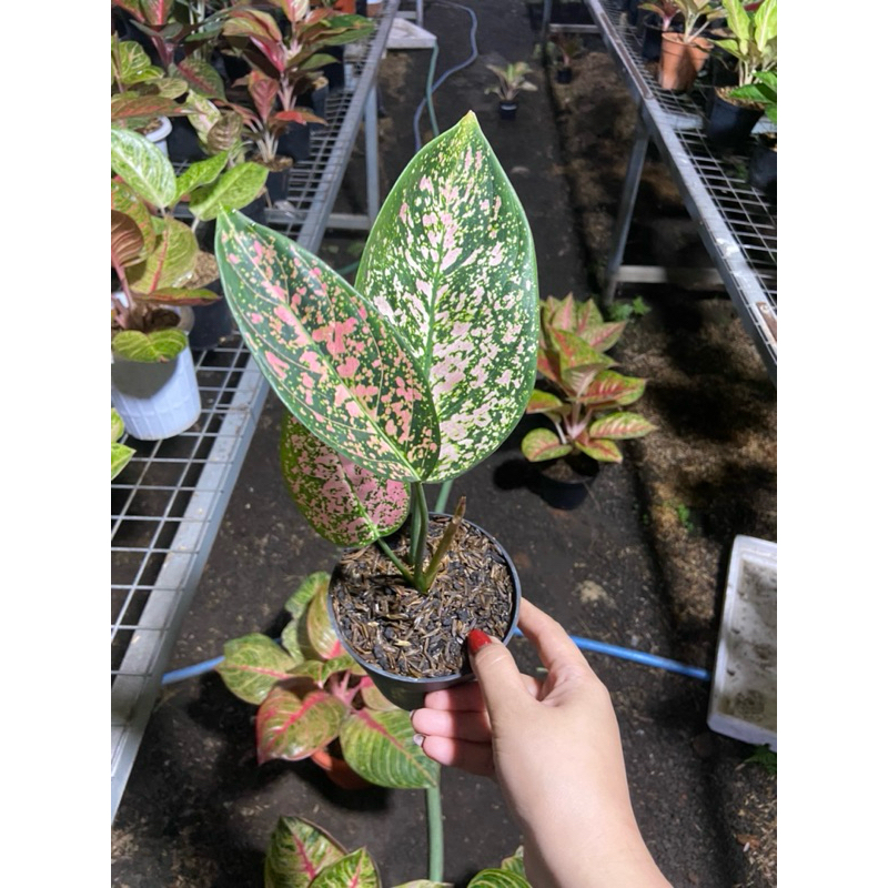Aglaonema Ruby fanta