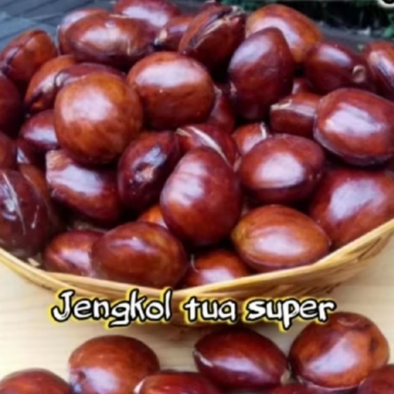 

[YN] COD JENGKOL TUA 1 KG / JENGKOL SUPER FRESS / JENGKOL SEGAR