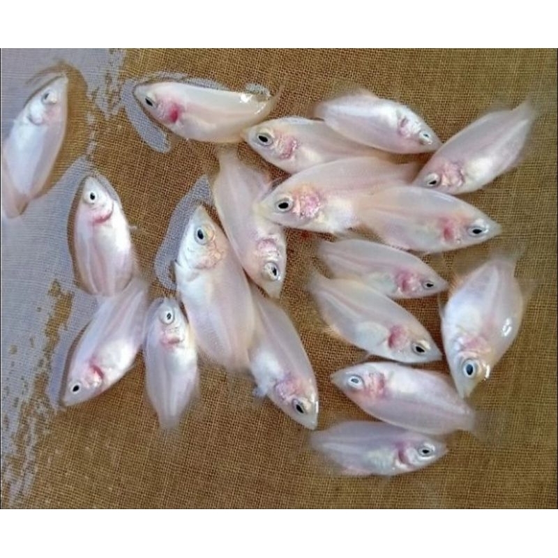paket bibit gurame padang 100 ekor