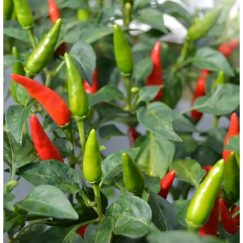 Kyoolaa Benih Cabe Rawit Dhatu 86 10 Gram Cap Benih Prima Unggul Pedas Lebat Lokal Tahan Virus