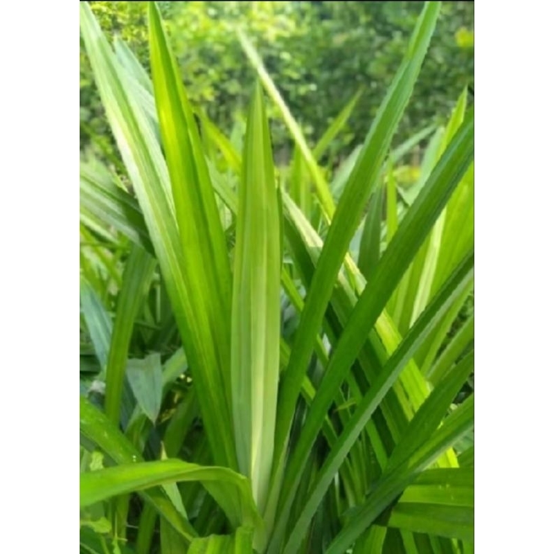 

Daun pandan segar daun pandan fresh bibit daun pandan