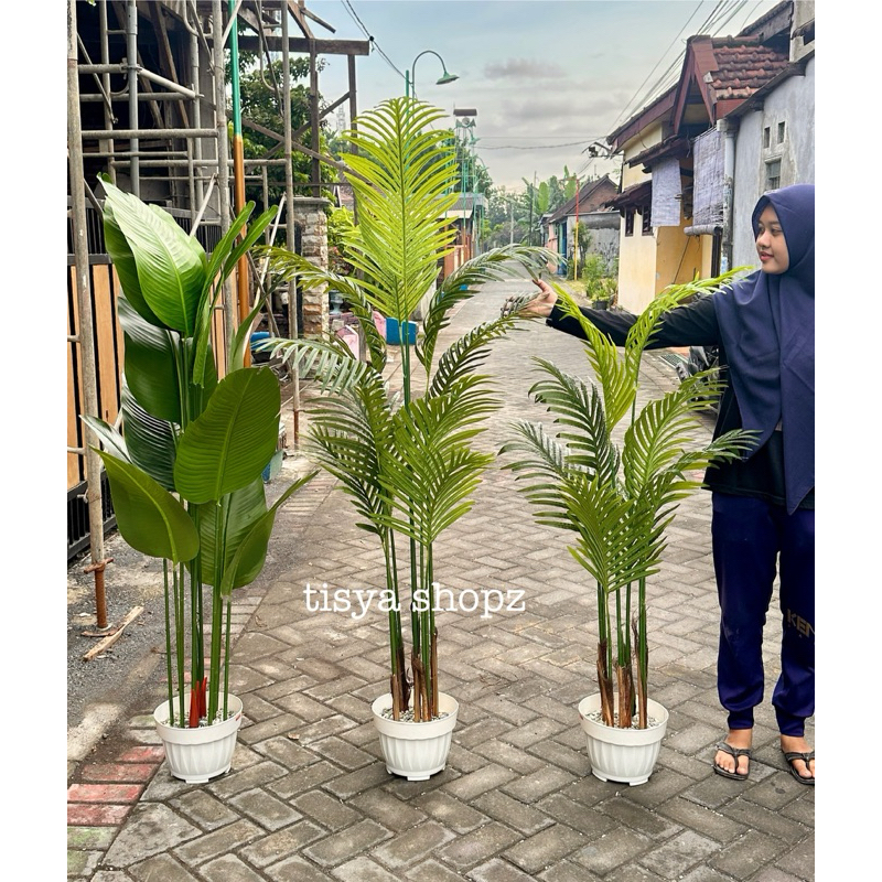 Pohon Palm Latex Premium + Pot Semen Bonus Batu