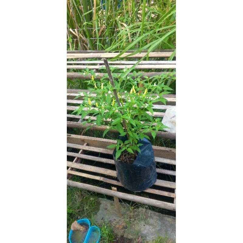 pohon cabe berbuah lebat