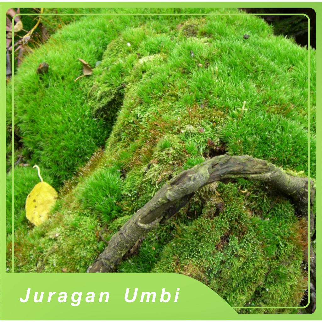 lumut hidup cover bonsai 1 kg / lukut hutan asli