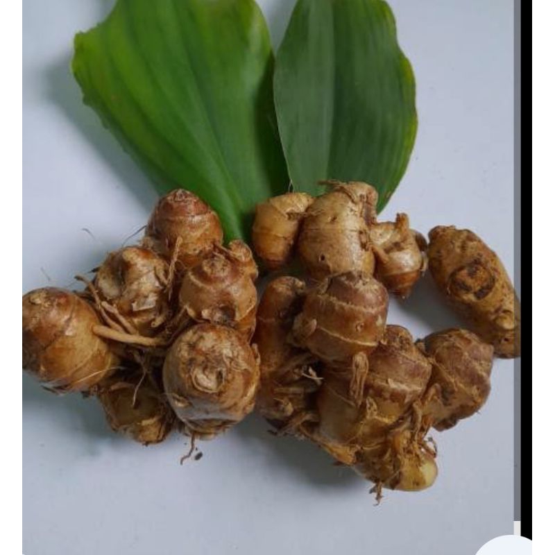 

Kencur Segar pegunungan Asli 1 kg/Bumbu/Rempah/bisa untuk jamu