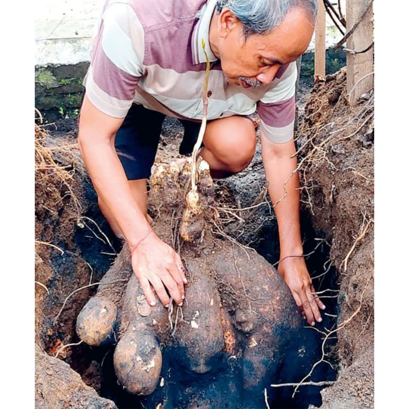 

ubi/uwi manis putih pulen dan manis per 1kg