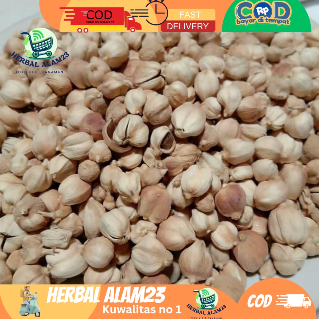 

Kapulaga utuh Kering 1kg /500 gr ( HerbalAlam23)