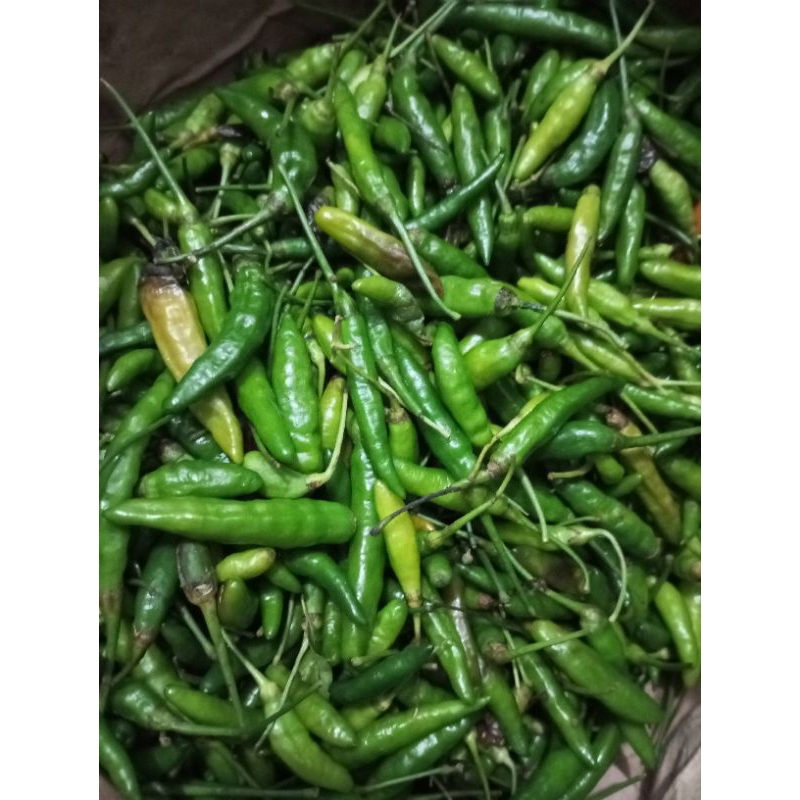 

CABE RAWIT HIJAU FROZEN