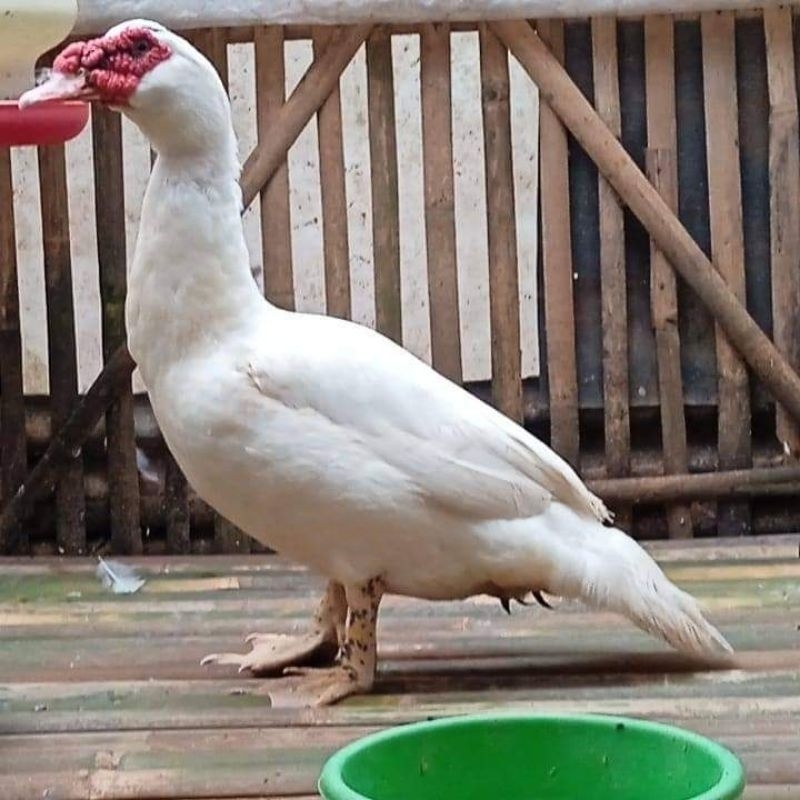 

Paket hemat 5 Telur Mentok Jumbo Fertil/Entok Super Jumbo Buat di Tetaska