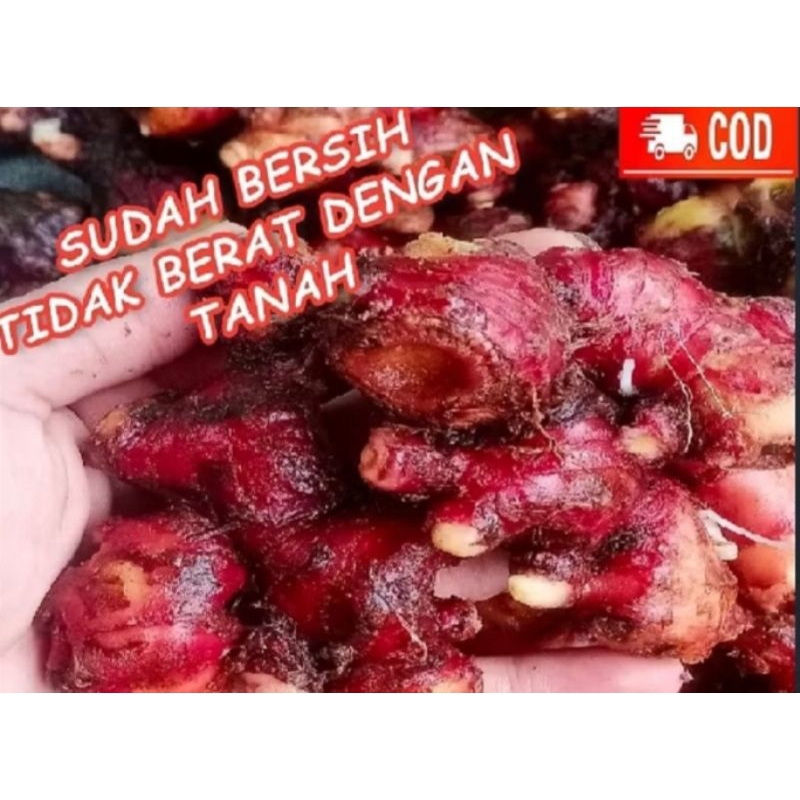 

Jahe merah fress 1kg sudah bersih dari tanah