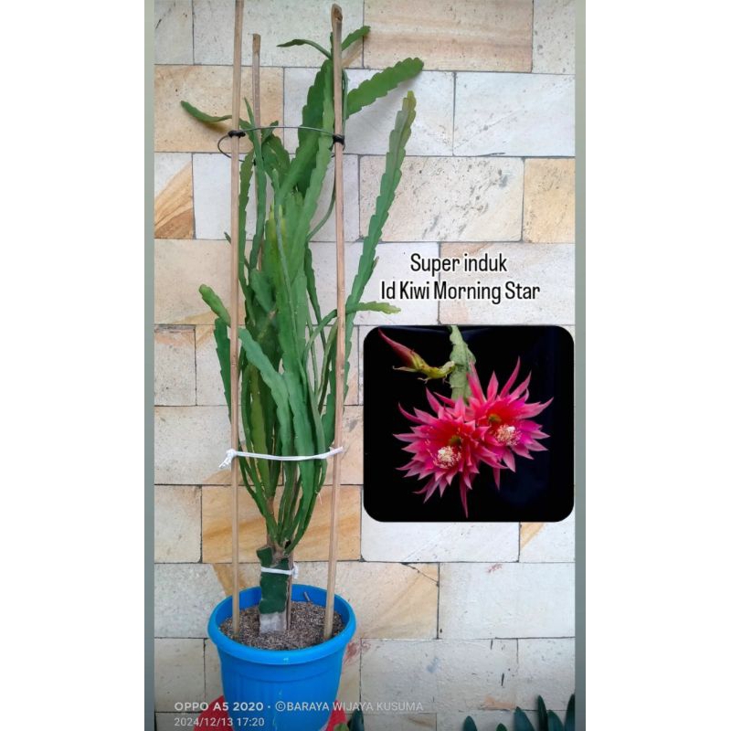 Epiphyllum Wijaya Kusuma Hybrid Import (pilih sesuai ID)