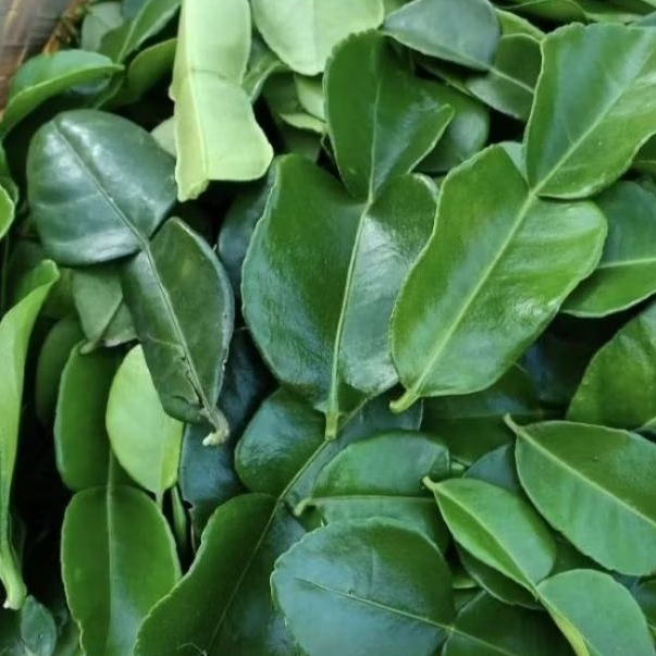 

INSTAN KOTA JAMBI Daun Jeruk