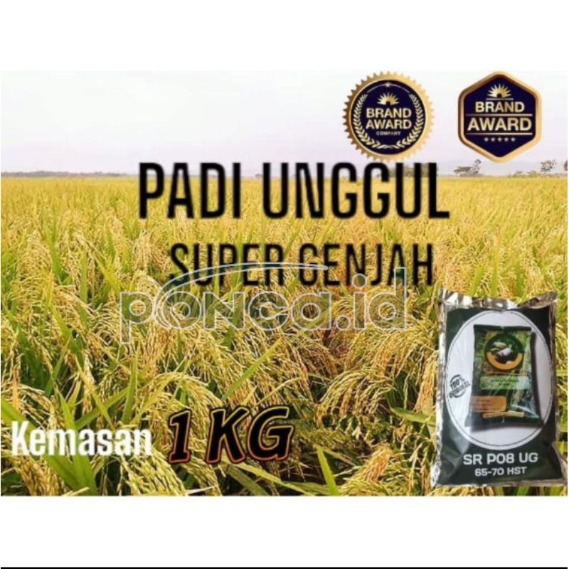benih padi genjah sr p08