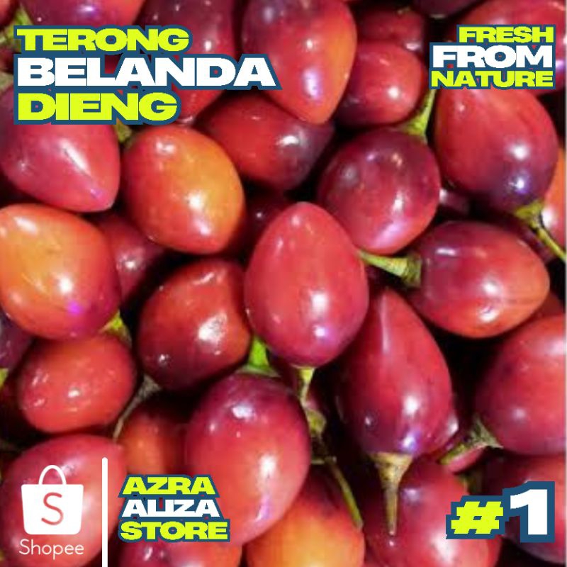 

Terong Belanda Dieng