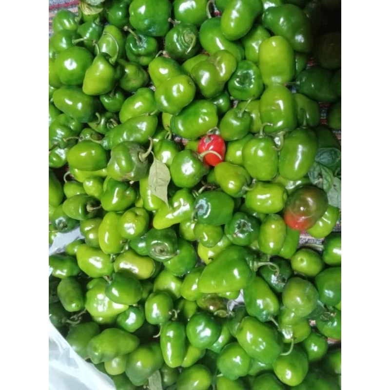 

cabe gendot asli diengORGANIK((250gr))