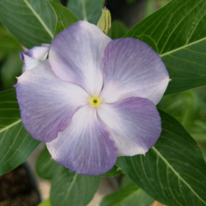 T20 Fresh Seeds Biji Benih Vinca Sultan Summer Cool cocktailina bluemoon Vinca Tegak isi 10 biji vin