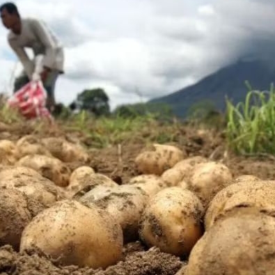 

[1 TON] Kentang Kualitas Super Putih & Pulen - Fresh Panen!