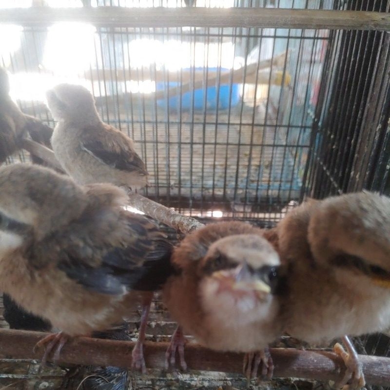 PENTET ANAKAN LOLOHAN JATIM ( 3 MINGGUAN )