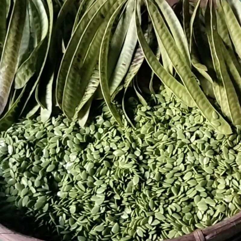 

Petai Cina Kupas / Lamtoro