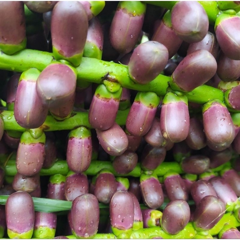 

Buah aren bunga aren langari aren segar 500 gram-az