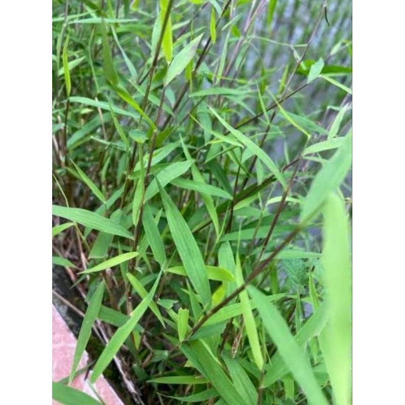 

Daun palias atau daun bambu mini plus akar bisa di tanam 500 gram