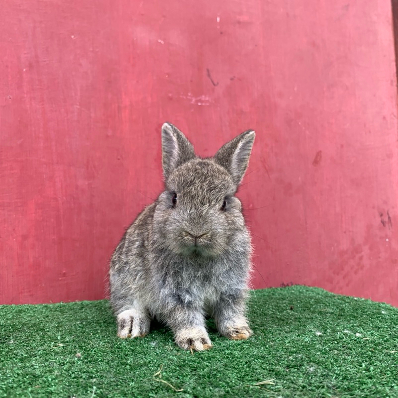 kelinci netherland dwarf betina 5