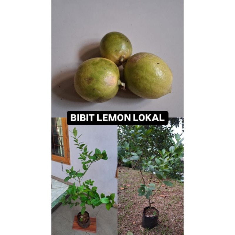 Bibit Jeruk Lemon Lokal