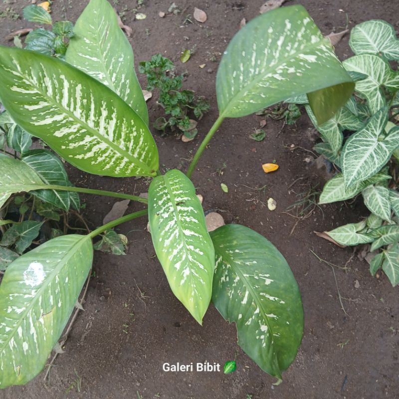 (besar) Sri Rejeki Beras Tumpah (beras kutah)