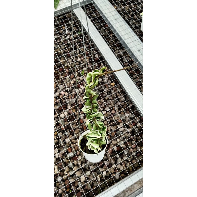 tanaman hias hoya | hoya carnosa compacta