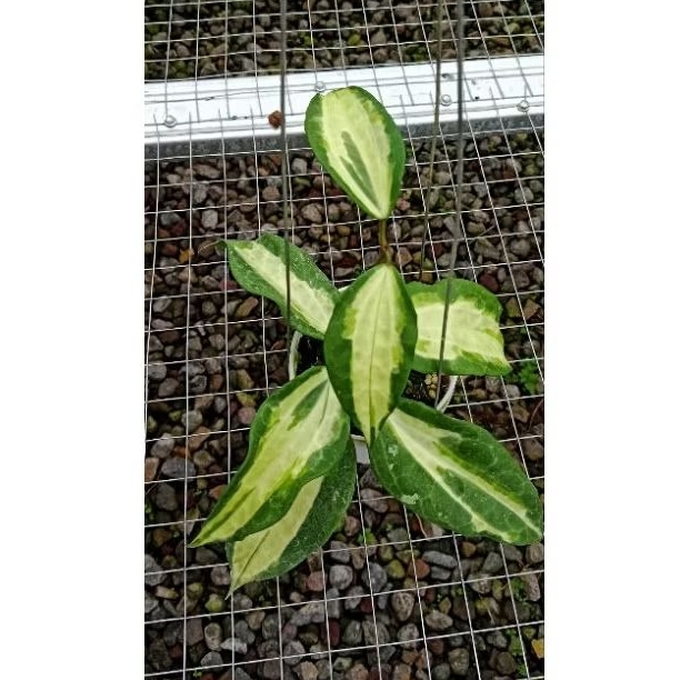 tanaman hias hoya / hoya latifolia queensy
