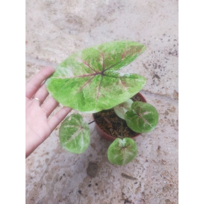 caladium hybrid