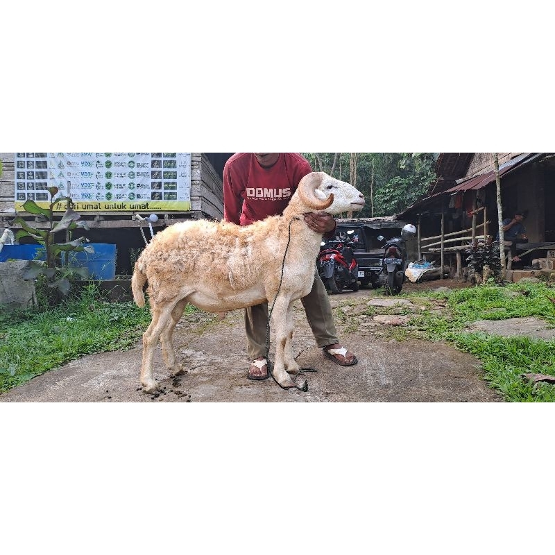 

DP Qurban kambing domba 2025