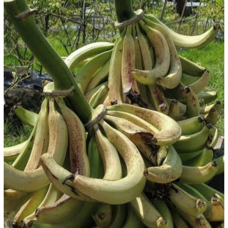 

satukilo pisang lampeneng