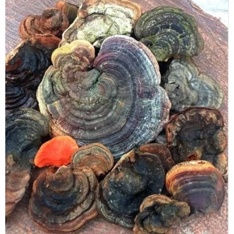 

Jamur kayu segar jamur Ganoderma ORI 250 gram-az