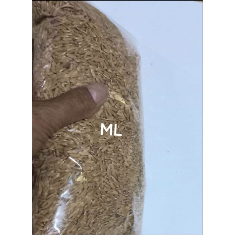 Padi ketan putih bibit ketan beras putih pulen 1000 gram tanam tumbuh