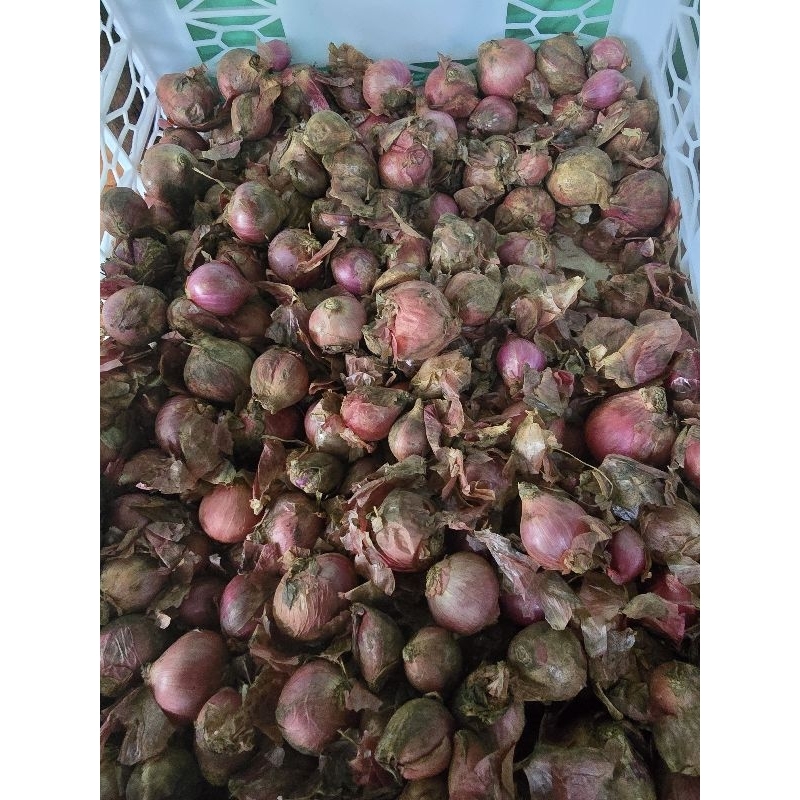 

Bawang Merah