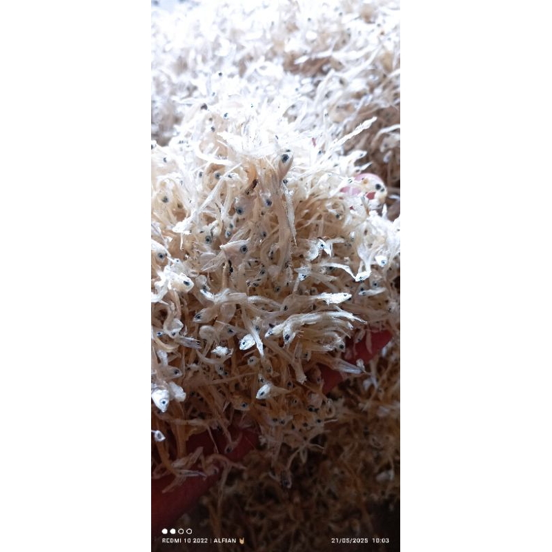 

Teri Nasi SUPERRR Putih Asli Sarang 100 Gram TERMURAH