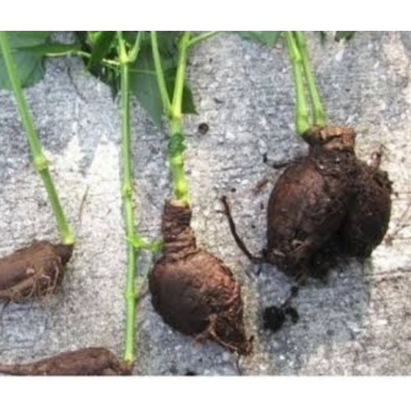 

Umbi bunga pukul empat segar 1 kg bisa bibit-az
