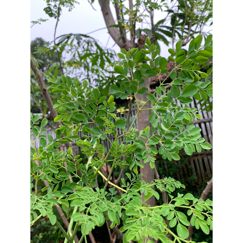 

Daun kelor segar petik langsung 500gram